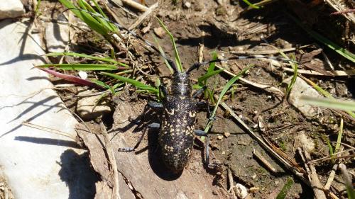 Réf. 182 814 : Monochamus sutor